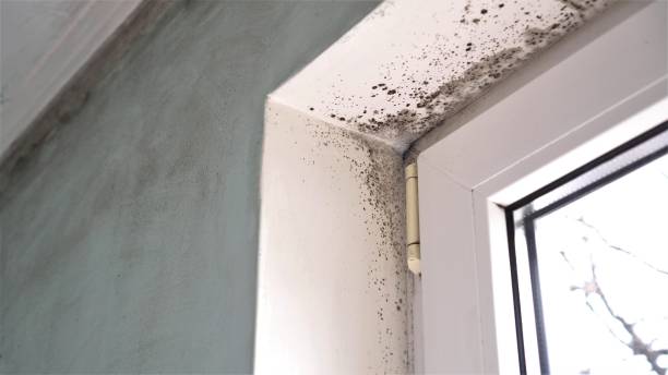 Best Commercial Mold Remediation in Dulles Town Center, VA