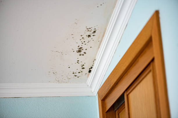 Best Residential Mold Remediation in Dulles Town Center, VA