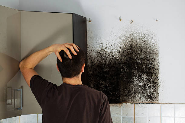 Best Post-Flood Mold Remediation in Dulles Town Center, VA
